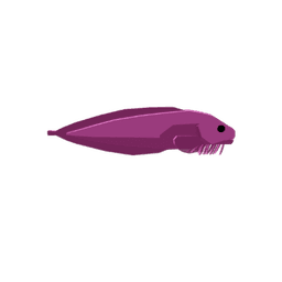 Arbiter Snailfish