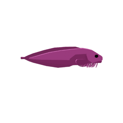 Arbiter Snailfish