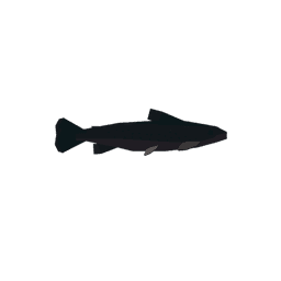 Arctic Char