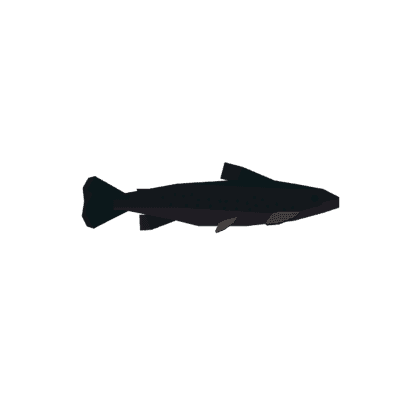 Arctic Char