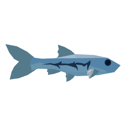 Ashscale Minnow