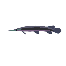 Aurora Gar