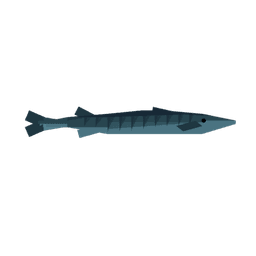 Barracuda