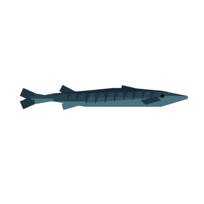 Barracuda