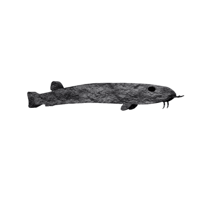 Basalt Loach