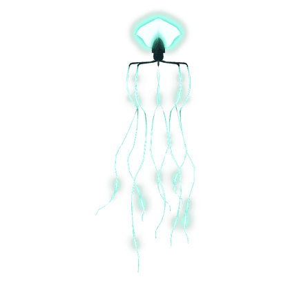 Bigfin Squid