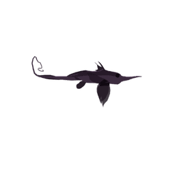 Bigspine Spookfish