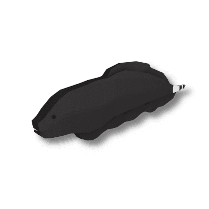 Black Ghost Knifefish