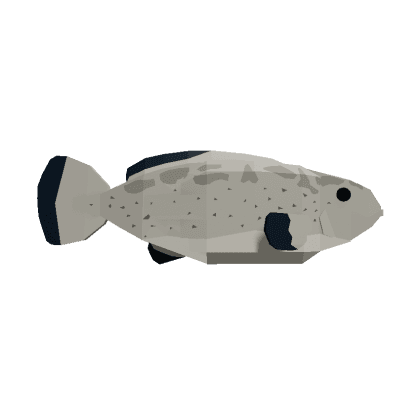 Black Grouper