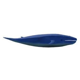 Blue Whale