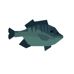 Bluegill