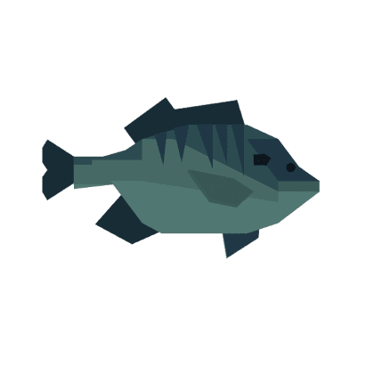 Bluegill