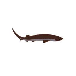 Bluntnose Sixgill Shark