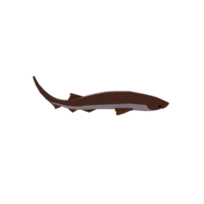 Bluntnose Sixgill Shark