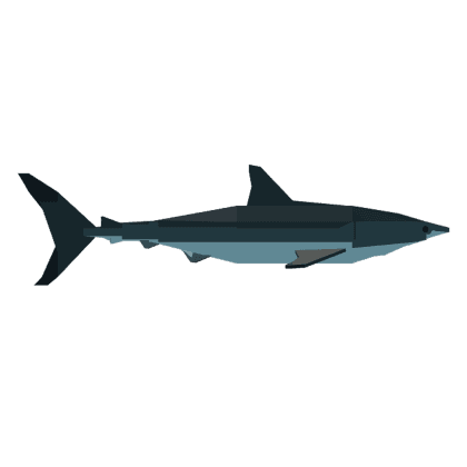 Bull Shark