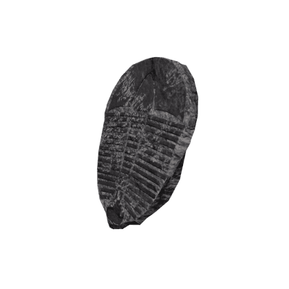 Calcified Trilobite