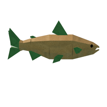 Carrot Salmon