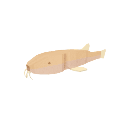 Cave Loach