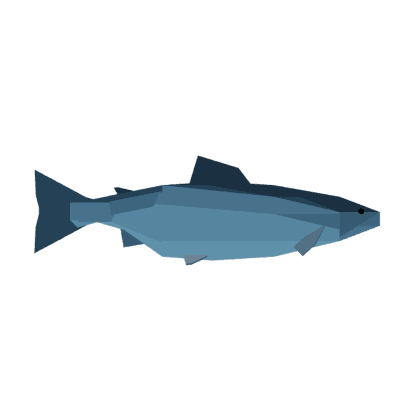 Chinook Salmon