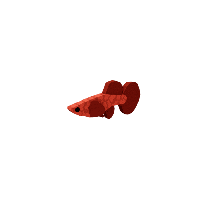 Claypan Guppy