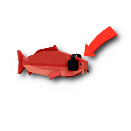 Clout Carp