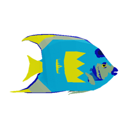 Cobalt Angelfish