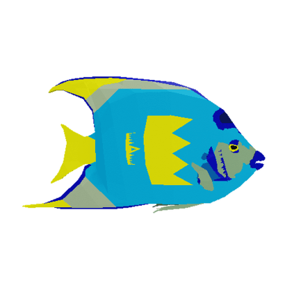 Cobalt Angelfish