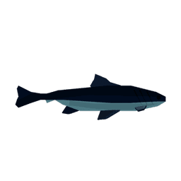 Cobia