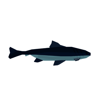 Cobia