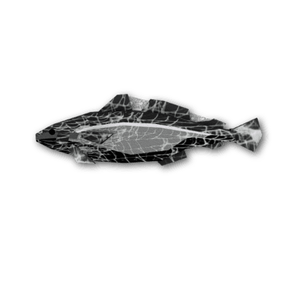 Cobweb Cod