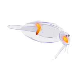 Cockatoo Squid