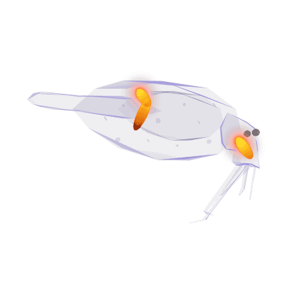 Cockatoo Squid