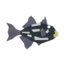 Coin Triggerfish