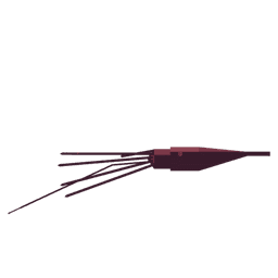 Colossal Squid