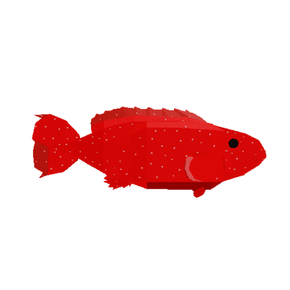 Coney Grouper