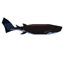 Cookiecutter Shark