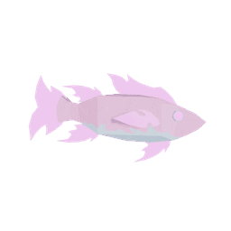 Crystal Wrasse