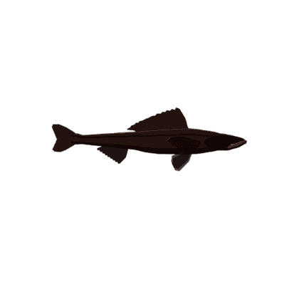 Deep-sea Lizardfish