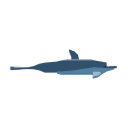 Dolphin