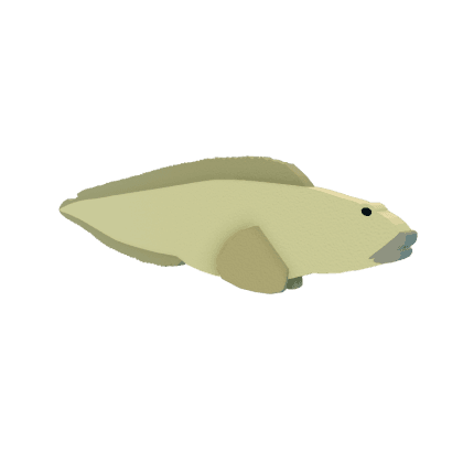 Eelpout