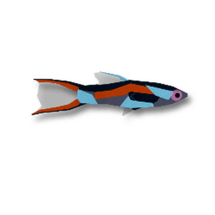 Endler's Livebearer