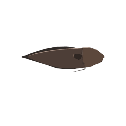 Faceless Cusk
