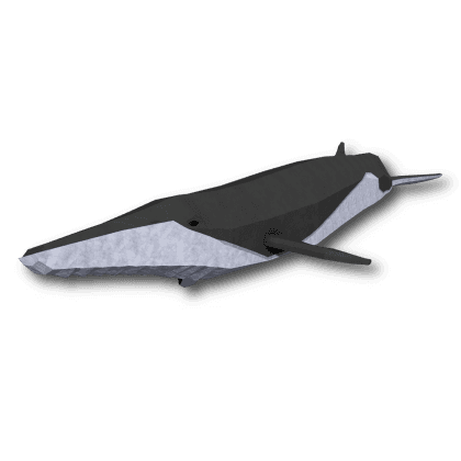 Fin Whale