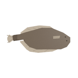 Flounder
