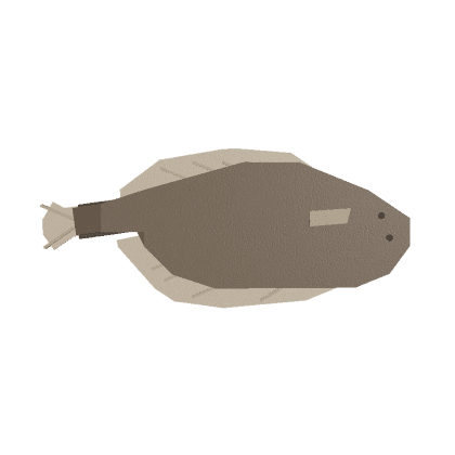 Flounder