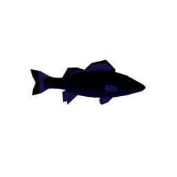 Formosa Seabass
