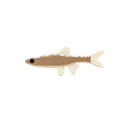 Frostpetal Minnow