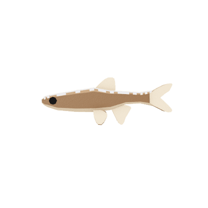 Frostpetal Minnow