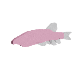 Garra Typhlops