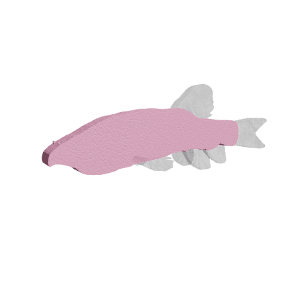 Garra Typhlops